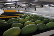 Mango producer in Asia