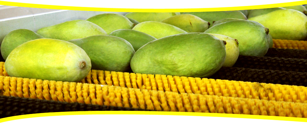 certified mango exporters in Asia