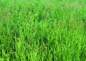 alfalfa grass